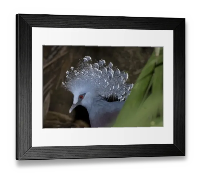 Framed Print : Papua New Guinea, Lae. Victoria Crowned Pigeon Framed Print : Papua New Guinea, Lae. Victoria Crowned Pigeon