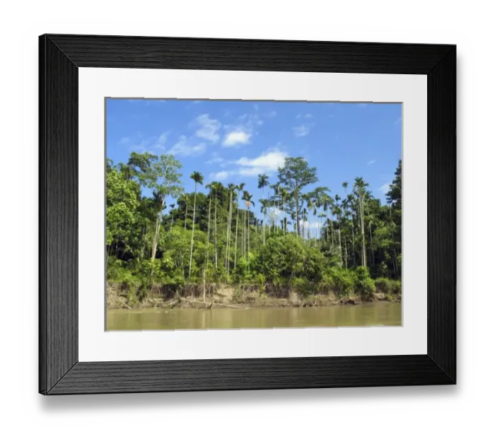 Framed Print : Papua New Guinea, Morobe Province. Betel Nut Palms on Watut River Framed Print : Papua New Guinea, Morobe Province. Betel Nut Palms on Watut River