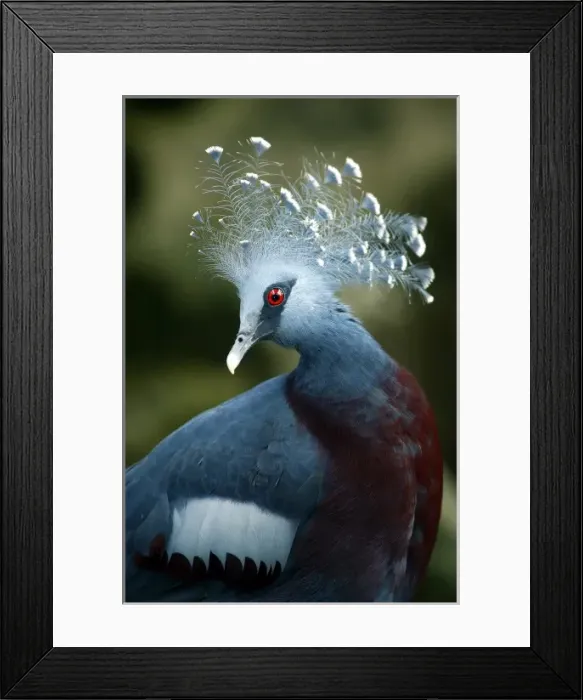 Framed Print : Victoria Crowned Pigeon (Goura victoria). Papua New Guinea. Bristol Zoo, July 2007 Framed Print : Victoria Crowned Pigeon (Goura victoria). Papua New Guinea. Bristol Zoo, July 2007