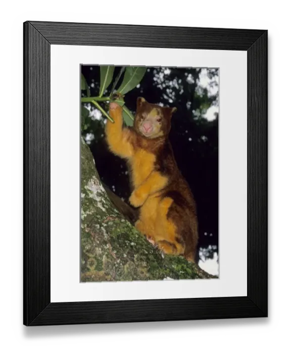 Framed Print : Matschies Tree Kangaroo, (Dendrolagus matschiei), Papua New Guinea Framed Print : Matschies Tree Kangaroo, (Dendrolagus matschiei), Papua New Guinea