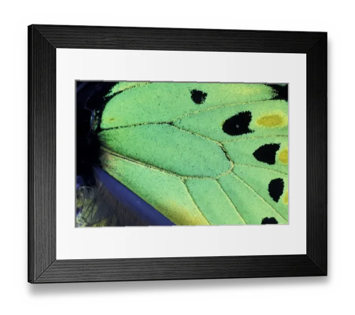 Framed Print : Papua New Guinea. Poseidon Butterfly (Ornithoptera priamus) Framed Print : Papua New Guinea. Poseidon Butterfly (Ornithoptera priamus)