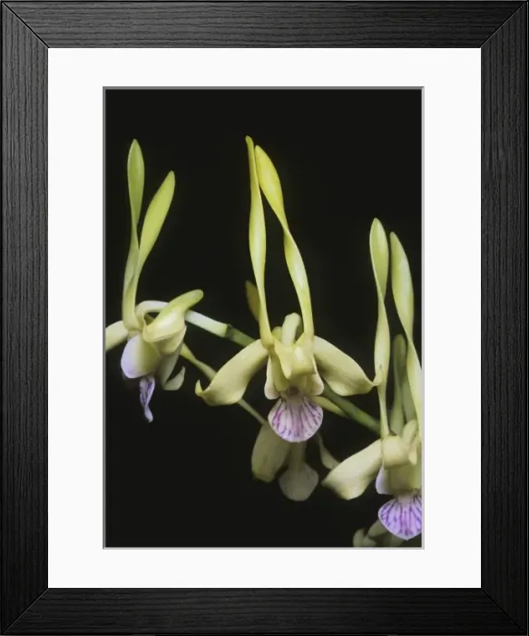 Framed Print : Orchid, (Dendrobium stratiotes), Papua New Guinea Framed Print : Orchid, (Dendrobium stratiotes), Papua New Guinea