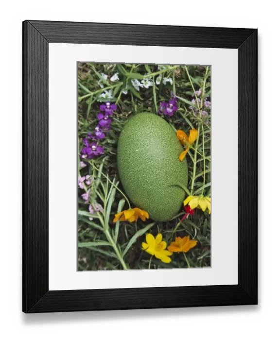 Framed Print : Oceania, Papau New Guinea