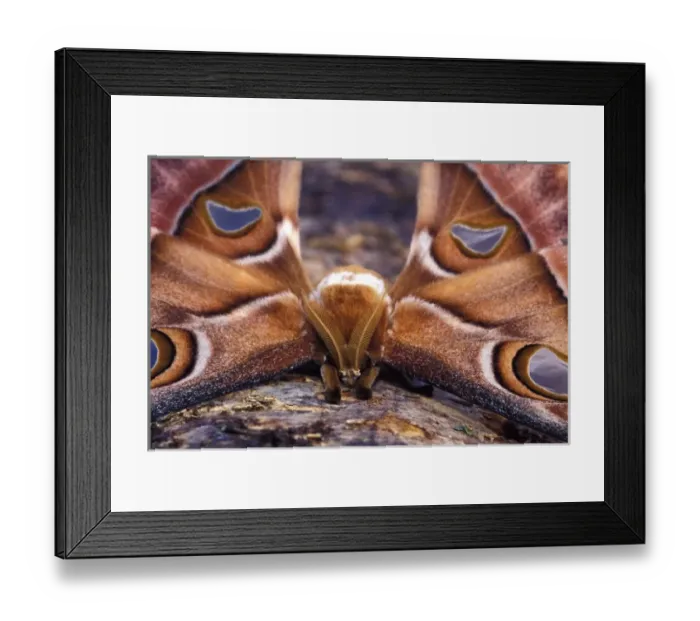 Framed Print : South Pacific, Papua New Guinea, Highland territory. Hercules or Atlas Moth (Attacus