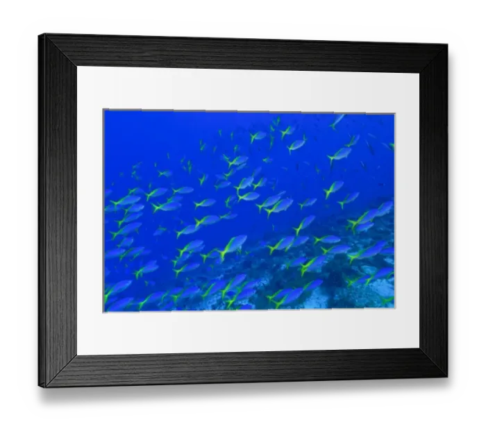 Framed Print : Blue-Gold Fusiliers (Caesio teres) Raja Ampat region of Papua (formerly Irian Jaya) Framed Print : Blue-Gold Fusiliers (Caesio teres) Raja Ampat region of Papua (formerly Irian Jaya)