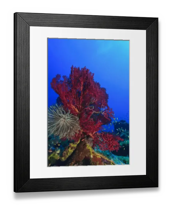 Framed Print : Purple Gorgonian Sea Fan and attached crinoid, Raja Ampat region of Papua (formerly