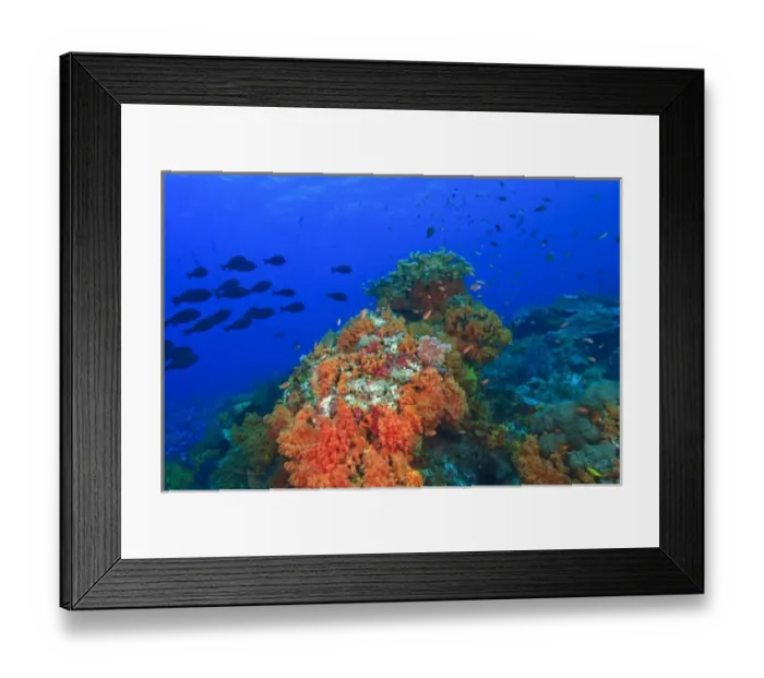 Framed Print : Profuse and colorful soft corals (Dendronepthya sp. ) small anthias fish (Pseudanthias squamipinnis) Framed Print : Profuse and colorful soft corals (Dendronepthya sp. ) small anthias fish (Pseudanthias squamipinnis)