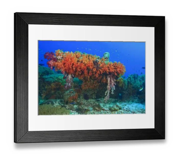 Framed Print : Profuse and colorful soft corals (Dendronepthya sp. ) Raja Ampat region of Papua Framed Print : Profuse and colorful soft corals (Dendronepthya sp. ) Raja Ampat region of Papua