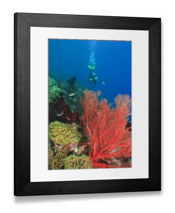 Framed Print : MR female scuba diver, large vibrant Sea Fans, Raja Ampat region of Papua (formerly Framed Print : MR female scuba diver, large vibrant Sea Fans, Raja Ampat region of Papua (formerly