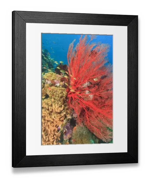 Framed Print : Vibrant Sea Fan and schooling Anthias fish (Pseudanthias squamipinnis) Raja Ampat region of Papua Framed Print : Vibrant Sea Fan and schooling Anthias fish (Pseudanthias squamipinnis) Raja Ampat region of Papua