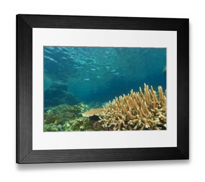 Framed Print : Shallow healthy Hard Coral Reef, Blue-gold Fusiliers (Caesio teres) Raja Ampat region of Papua