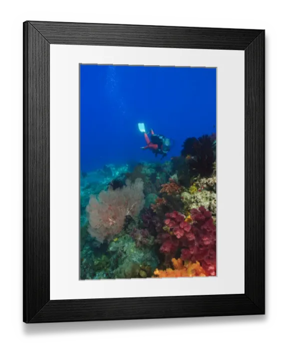 Framed Print : female scuba diver near brilliant colored Soft Corals (Dendronepthya sp. ) Raja Ampat Framed Print : female scuba diver near brilliant colored Soft Corals (Dendronepthya sp. ) Raja Ampat