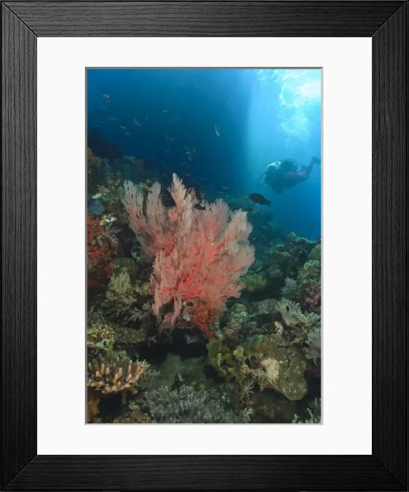 Framed Print : MR female scuba dive near large Sea Fans, afternoon streaming light, Raja Ampat region of Papua