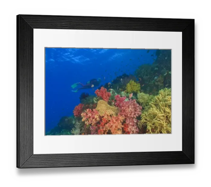 Framed Print : MR female scuba diver near brilliant colored Soft Corals (Dendronepthya sp. ) Raja