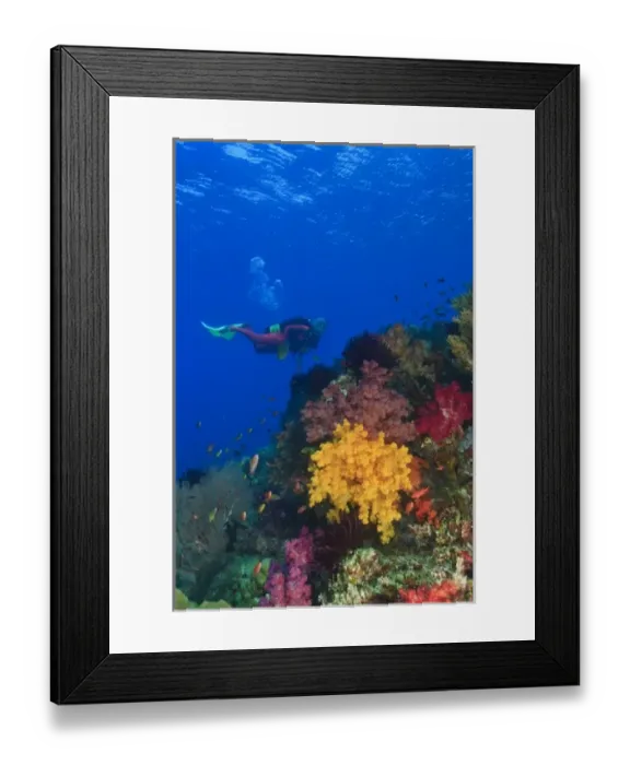 Framed Print : MR female scuba diver near brilliant colored Soft Corals (Dendronepthya sp. ) Raja Framed Print : MR female scuba diver near brilliant colored Soft Corals (Dendronepthya sp. ) Raja