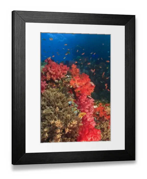 Framed Print : Schooling Fairy Basslets (Pseudanthias squamipinnis) Raja Ampat region of Papua Framed Print : Schooling Fairy Basslets (Pseudanthias squamipinnis) Raja Ampat region of Papua