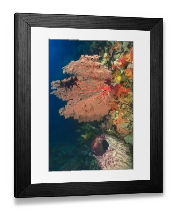 Framed Print : Colorful Sea Fan with attached crinoid, baby sweepers schooling, Raja Ampat region of Papua