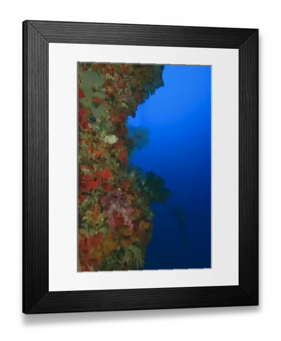Framed Print : MR underwater photographer, soft corals, sponges, tunicates, Raja Ampat region of Papua Framed Print : MR underwater photographer, soft corals, sponges, tunicates, Raja Ampat region of Papua