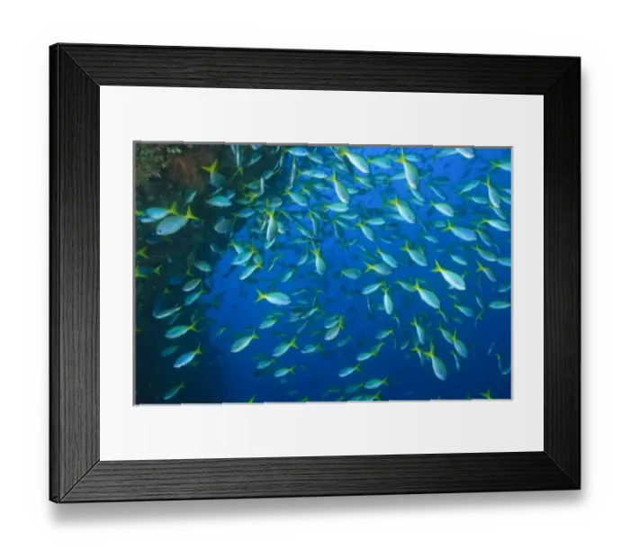 Framed Print : schooling fish, fusiliers, Raja Ampat region of Papua (formerly Irian Jaya)