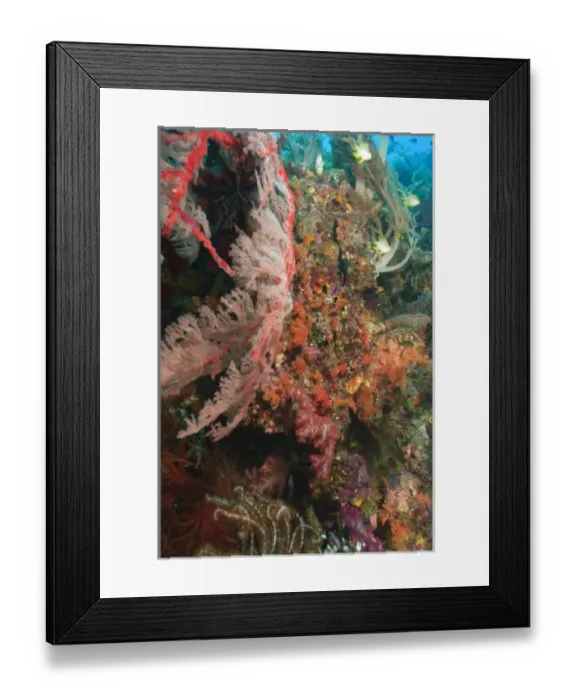 Framed Print : colorful soft corals and gorgonian sea fans, Raja Ampat region of Papua (formerly