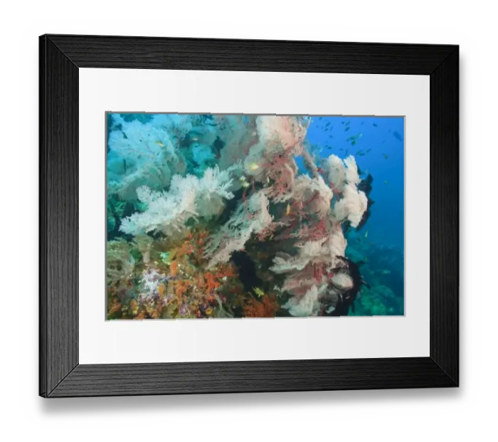 Framed Print : colorful soft corals and gorgonian sea fans, Raja Ampat region of Papua (formerly Framed Print : colorful soft corals and gorgonian sea fans, Raja Ampat region of Papua (formerly
