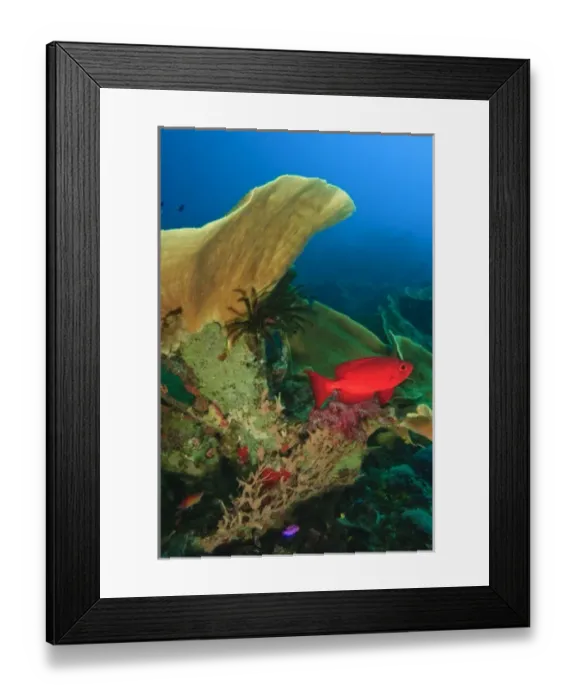 Framed Print : Bigeye (Priacanthus hamrur) near Lettuce Coral Milne Bay, Papua New Guinea Framed Print : Bigeye (Priacanthus hamrur) near Lettuce Coral Milne Bay, Papua New Guinea