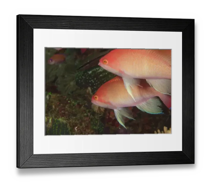 Framed Print : Oceania, Papau New Guinea Framed Print : Oceania, Papau New Guinea