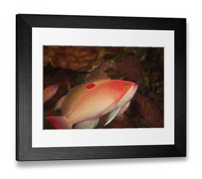 Framed Print : Male Stocky Anthias (Pseudanthias hypselosoma) Milne Bay, Papua New Guinea Framed Print : Male Stocky Anthias (Pseudanthias hypselosoma) Milne Bay, Papua New Guinea