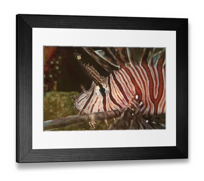 Framed Print : Lionfish (Pterios volitans) Milne Bay, Papua New Guinea Framed Print : Lionfish (Pterios volitans) Milne Bay, Papua New Guinea