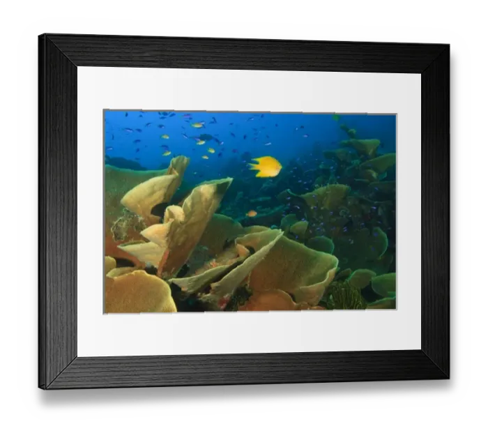 Framed Print : Large Lettuce Coral Formations Milne Bay, Papua New Guinea Framed Print : Large Lettuce Coral Formations Milne Bay, Papua New Guinea