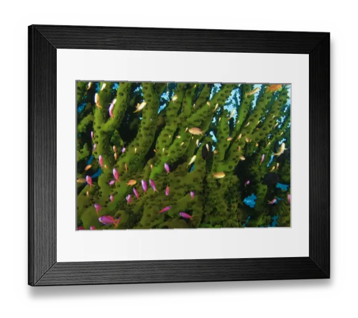 Framed Print : Large Tubastraea Coral and schooling Fairy Basslets (Pseudanthias sp. ) Milne Bay Framed Print : Large Tubastraea Coral and schooling Fairy Basslets (Pseudanthias sp. ) Milne Bay