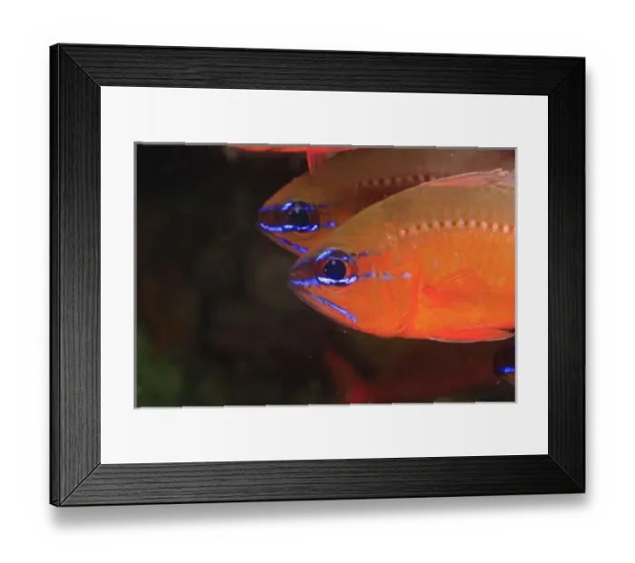 Framed Print : Ring-tailed Cardinalfish (Apogon aureus) Milne Bay, Papua New Guinea Framed Print : Ring-tailed Cardinalfish (Apogon aureus) Milne Bay, Papua New Guinea