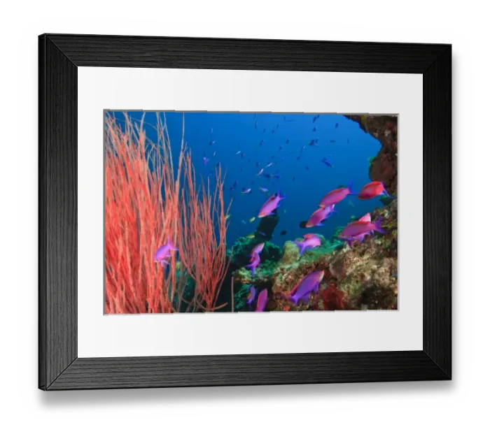 Framed Print : Whip Coral & Fairy Basslets (Pseudanthias tuka) Milne Bay, Papua New Guinea Framed Print : Whip Coral & Fairy Basslets (Pseudanthias tuka) Milne Bay, Papua New Guinea