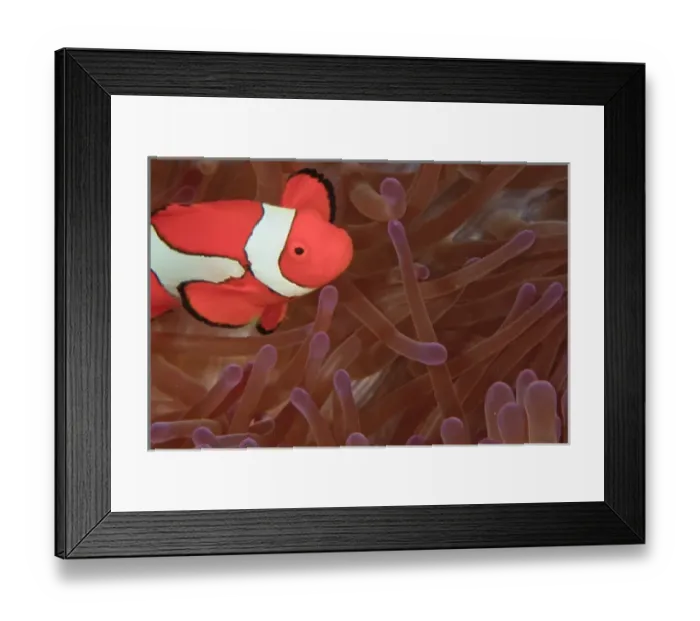 Framed Print : Ocellated Anemonefish (Amphiprion ocellaris) Milne Bay, Papua New Guinea Framed Print : Ocellated Anemonefish (Amphiprion ocellaris) Milne Bay, Papua New Guinea