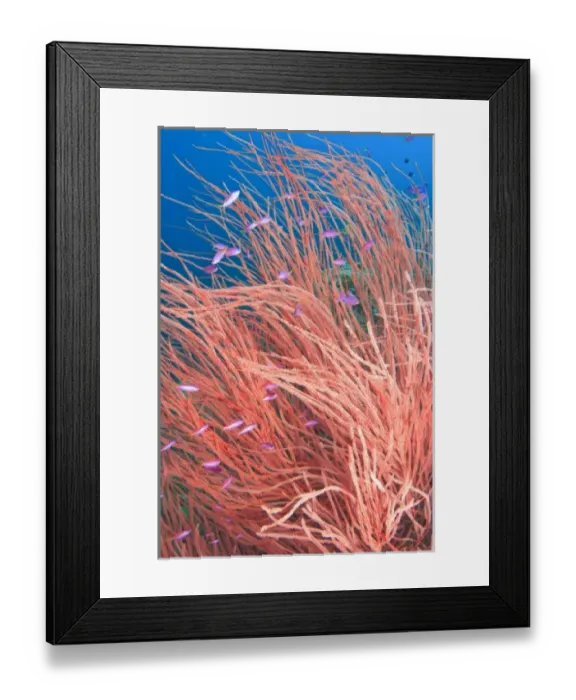 Framed Print : Whip Coral & Fairy Basslets (Pseudanthias tuka) Milne Bay, Papua New Guinea Framed Print : Whip Coral & Fairy Basslets (Pseudanthias tuka) Milne Bay, Papua New Guinea