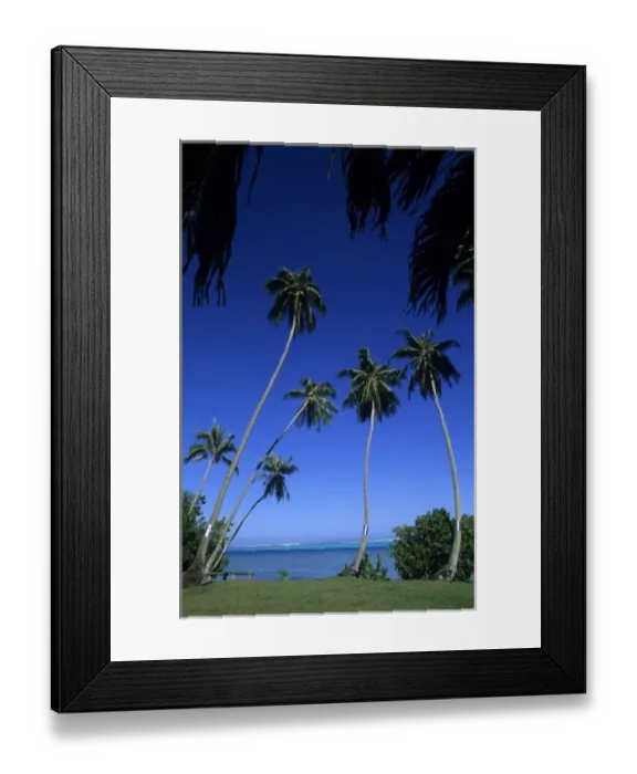 Framed Print : Beautiful palm trees as scenic on water in Tahiti in French Polynesia in the South