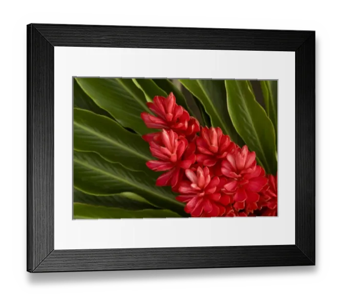 Framed Print : French Polynesia. Tropical native flowers