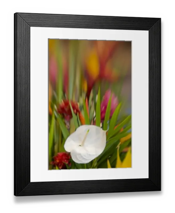 Framed Print : French Polynesia. Tropical flower arrangement featuring a white antherium