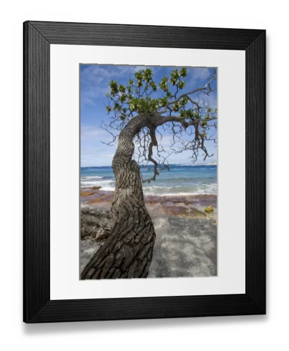 Framed Print : French Polynesia, Society Islands, Rangiroa. A living tree trunk on the ocean shoreline Framed Print : French Polynesia, Society Islands, Rangiroa. A living tree trunk on the ocean shoreline