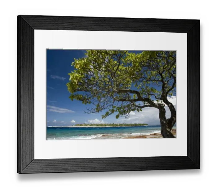 Framed Print : French Polynesia, Society Islands, Rangiroa. Tree on the shore with Taputa in the background