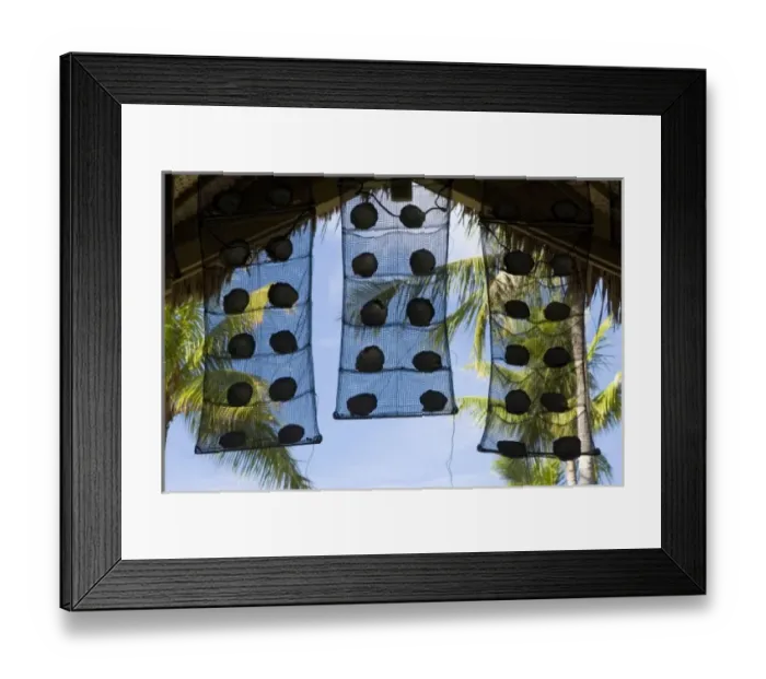 Framed Print : French Polynesia, Society Islands, Rangiroa. Nets with oyster shells adorn the entrance Framed Print : French Polynesia, Society Islands, Rangiroa. Nets with oyster shells adorn the entrance