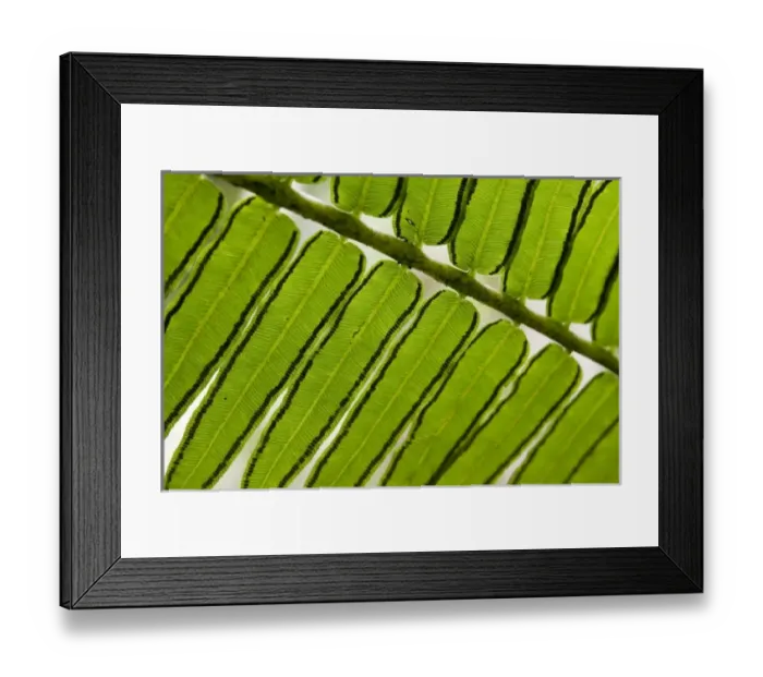 Framed Print : French Polynesia, Society Islands, Moorea. Close-up of fern leaves Framed Print : French Polynesia, Society Islands, Moorea. Close-up of fern leaves