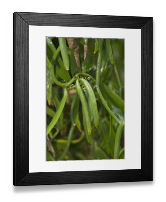 Framed Print : French Polynesia, Huahine. Vanilla is one of the islands main crops Framed Print : French Polynesia, Huahine. Vanilla is one of the islands main crops