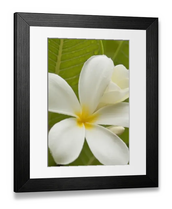 Framed Print : Oceania, French Polynesia Framed Print : Oceania, French Polynesia