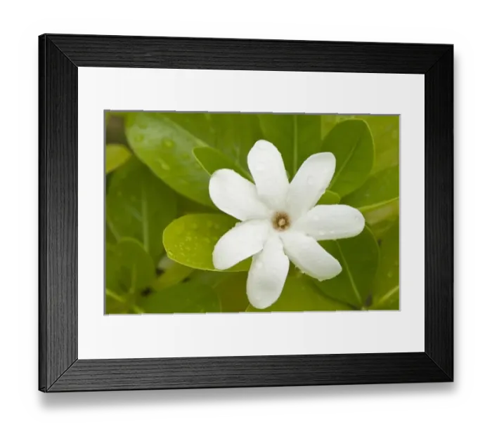 Framed Print : Oceania, French Polynesia Framed Print : Oceania, French Polynesia