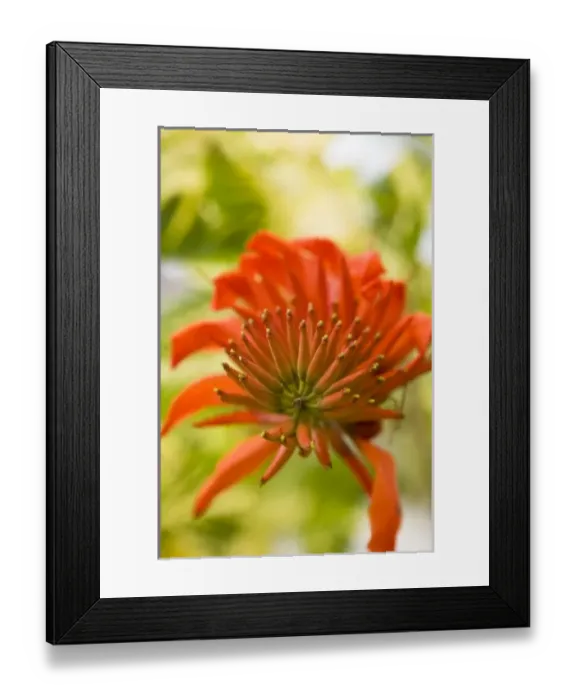 Framed Print : Views around the Bora Bora Nui Resort, Society Islands, French Polynesia Tropical