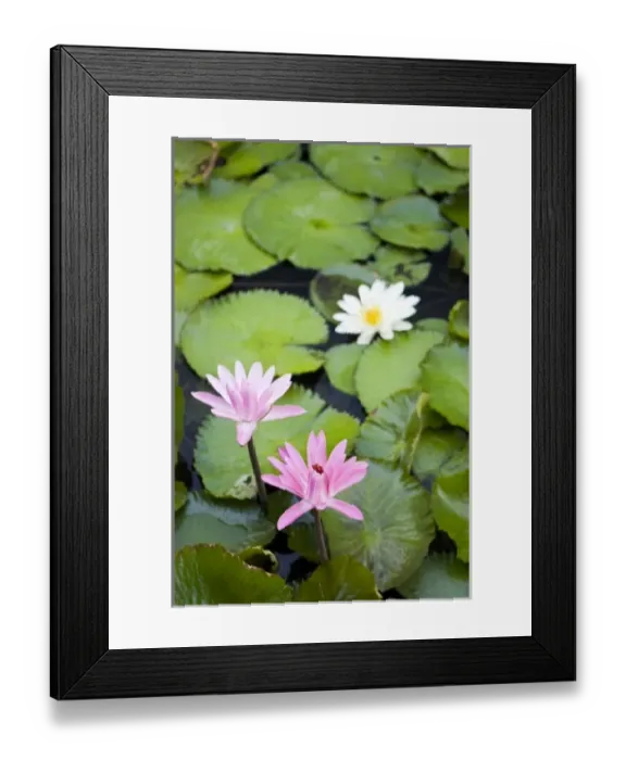 Framed Print : Oceania, French Polynesia Framed Print : Oceania, French Polynesia