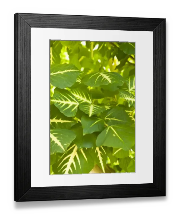 Framed Print : Tropical plant detail Framed Print : Tropical plant detail