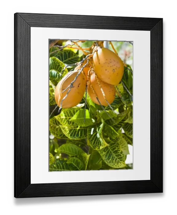 Framed Print : Oceania, French Polynesia