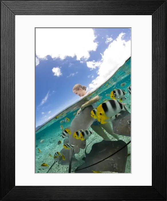 Framed Print : Lagoon safari trip to snorkel, stingrays (Himantura fai), small blacktip sharks Framed Print : Lagoon safari trip to snorkel, stingrays (Himantura fai), small blacktip sharks